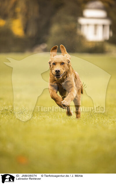 Labrador Retriever / JAM-06074
