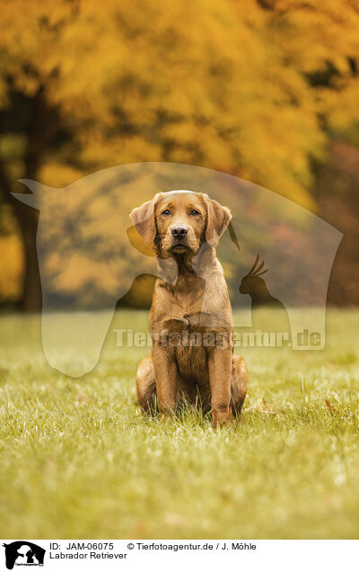 Labrador Retriever / JAM-06075