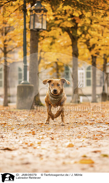 Labrador Retriever / JAM-06079