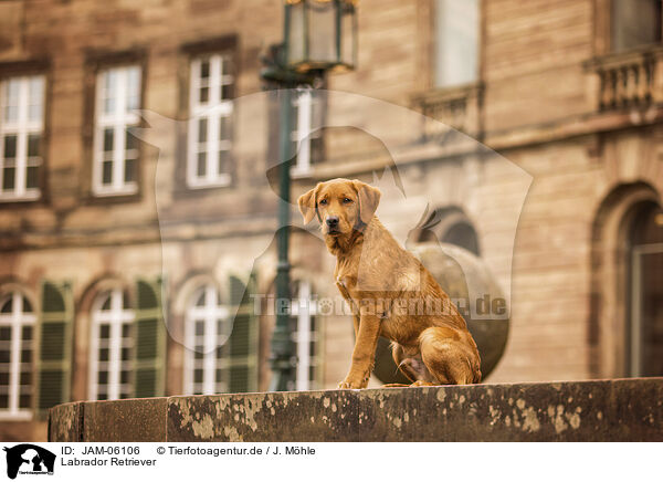 Labrador Retriever / JAM-06106