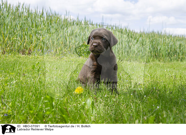 Labrador Retriever Welpe / Labrador Retriever puppy / HBO-07091