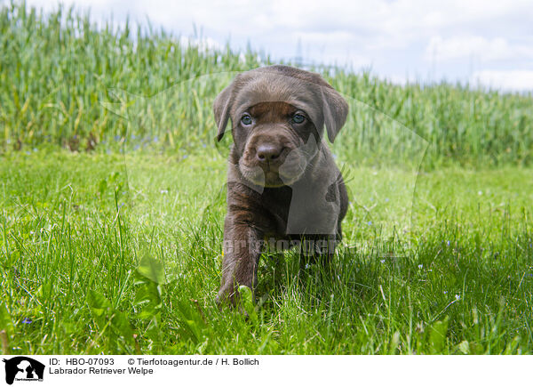 Labrador Retriever Welpe / Labrador Retriever puppy / HBO-07093