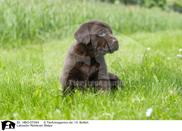 Labrador Retriever Welpe / Labrador Retriever puppy / HBO-07094