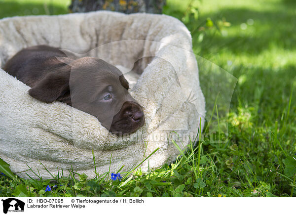 Labrador Retriever Welpe / Labrador Retriever puppy / HBO-07095