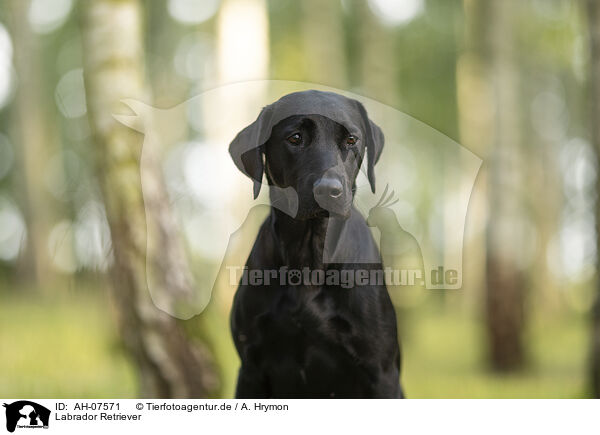 Labrador Retriever / Labrador Retriever / AH-07571