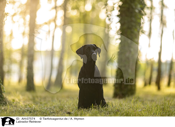 Labrador Retriever / Labrador Retriever / AH-07574