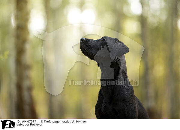 Labrador Retriever / Labrador Retriever / AH-07577