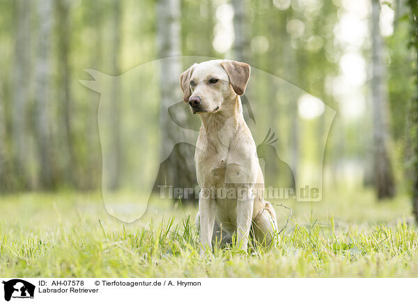 Labrador Retriever / Labrador Retriever / AH-07578
