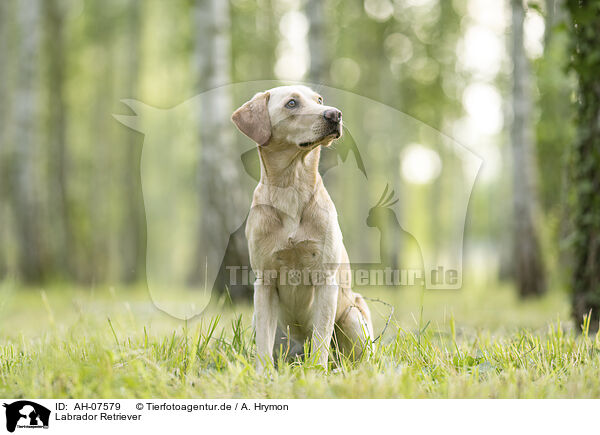 Labrador Retriever / Labrador Retriever / AH-07579