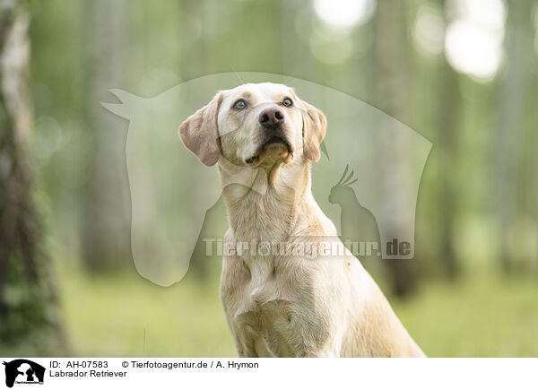 Labrador Retriever / AH-07583