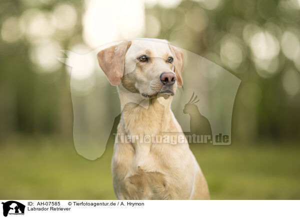 Labrador Retriever / AH-07585