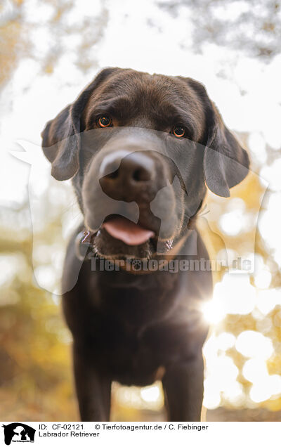 Labrador Retriever / Labrador Retriever / CF-02121