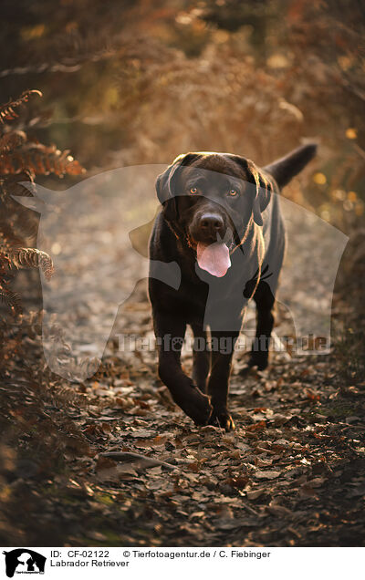Labrador Retriever / Labrador Retriever / CF-02122