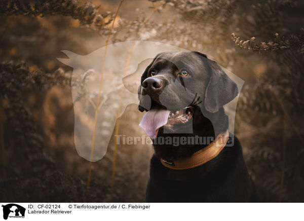 Labrador Retriever / Labrador Retriever / CF-02124