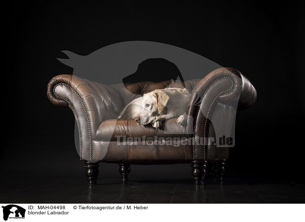 blonder Labrador / blonde Labrador / MAH-04498
