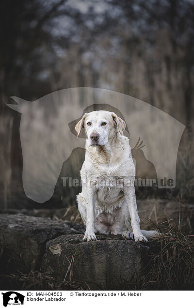 blonder Labrador / blonde Labrador / MAH-04503