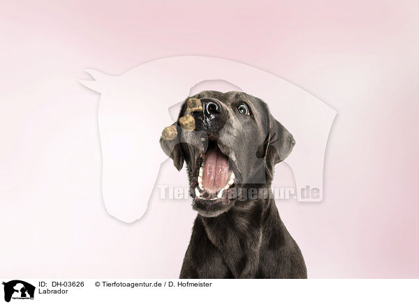 Labrador / Labrador / DH-03626