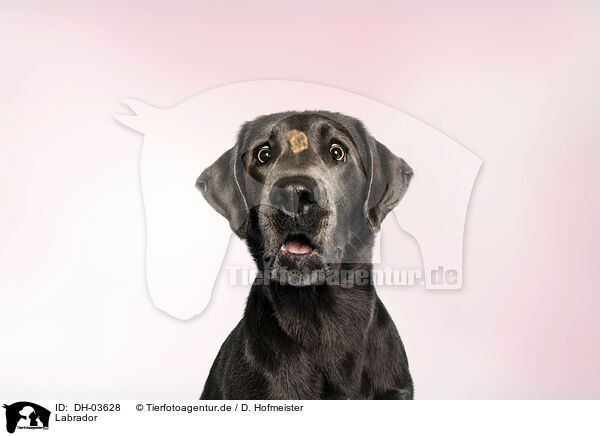 Labrador / DH-03628