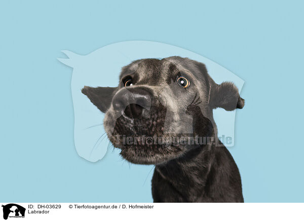 Labrador / DH-03629