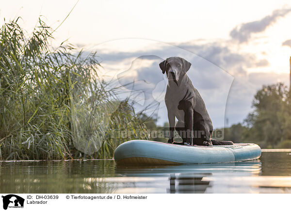Labrador / Labrador / DH-03639