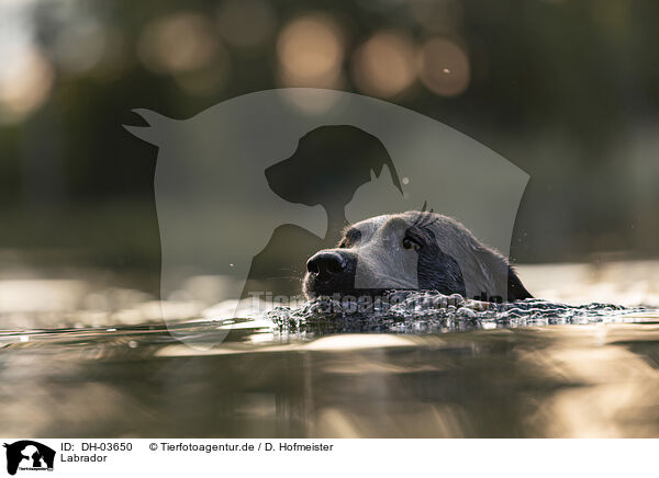 Labrador / Labrador / DH-03650