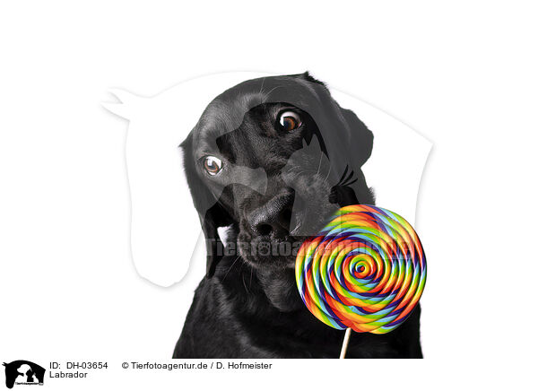Labrador / Labrador / DH-03654