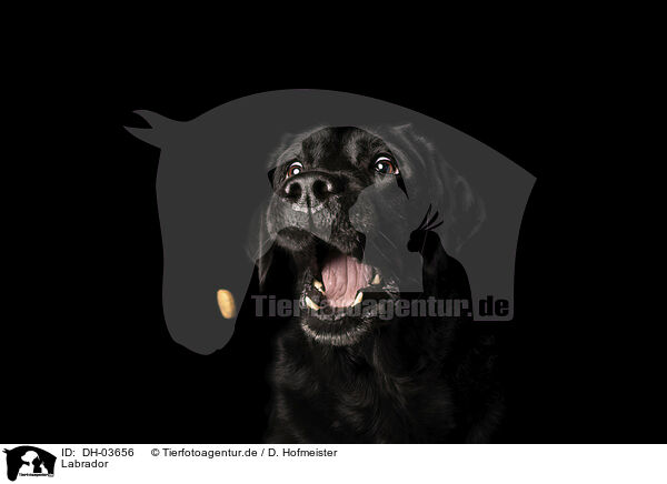 Labrador / Labrador / DH-03656
