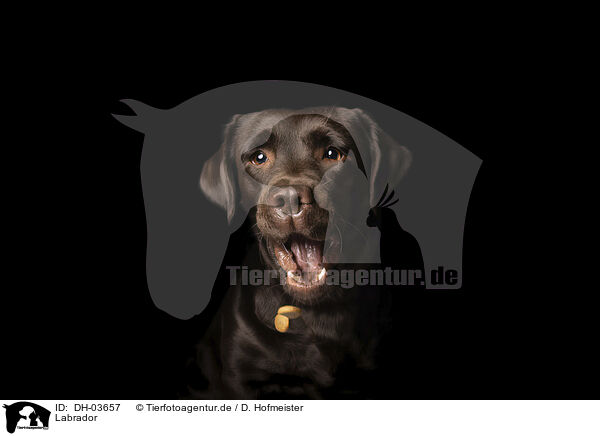 Labrador / DH-03657
