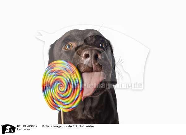 Labrador / Labrador / DH-03659