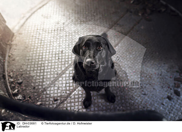 Labrador / DH-03681