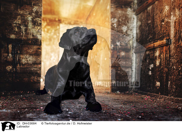 Labrador / DH-03684