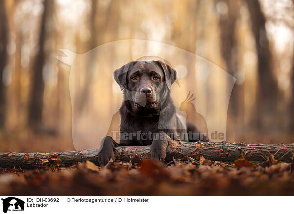 Labrador / Labrador / DH-03692