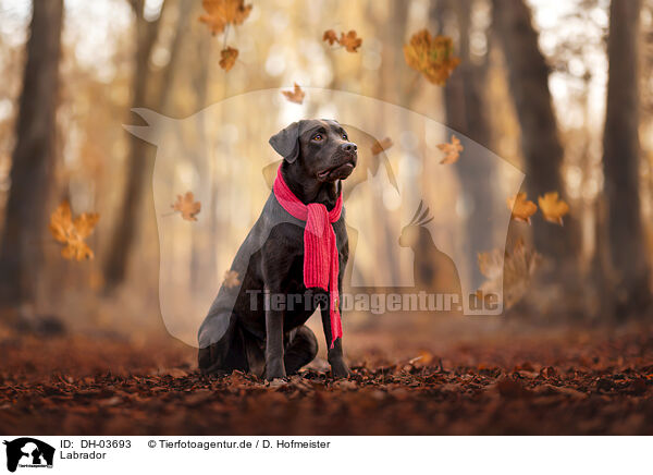 Labrador / Labrador / DH-03693
