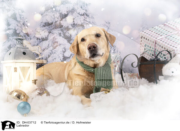 Labrador / Labrador / DH-03712