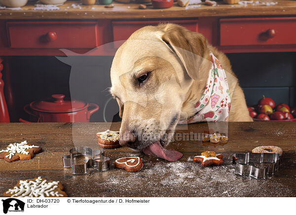 Labrador / Labrador / DH-03720