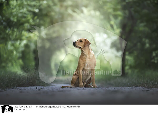 Labrador / DH-03723