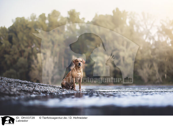 Labrador / Labrador / DH-03728
