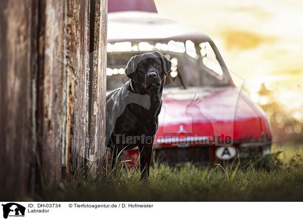 Labrador / Labrador / DH-03734