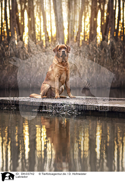 Labrador / Labrador / DH-03742