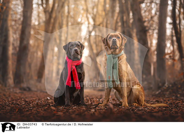 Labrador / Labrador / DH-03743