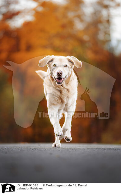 Labrador Retriever / Labrador Retriever / JEP-01585
