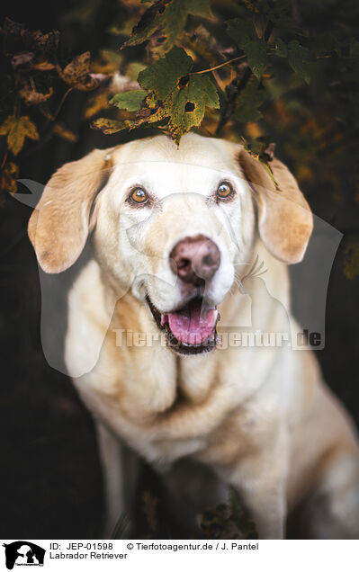 Labrador Retriever / JEP-01598