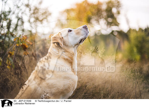 Labrador Retriever / JEP-01599
