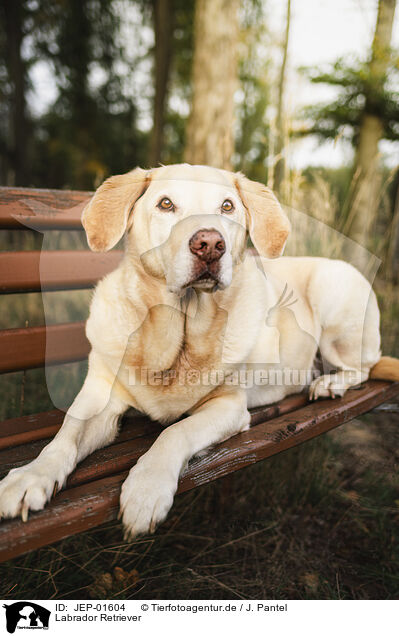 Labrador Retriever / Labrador Retriever / JEP-01604