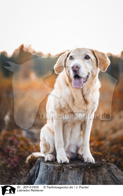 Labrador Retriever / JEP-01605