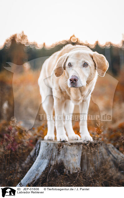 Labrador Retriever / Labrador Retriever / JEP-01606