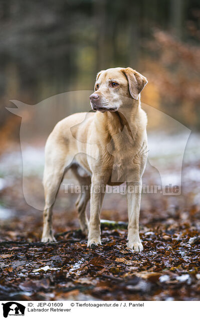 Labrador Retriever / JEP-01609
