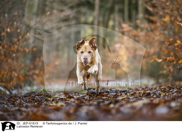 Labrador Retriever / Labrador Retriever / JEP-01615