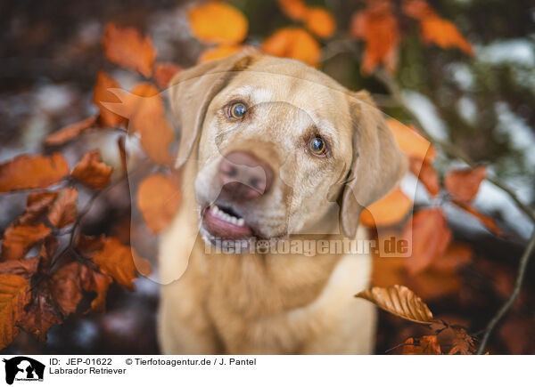 Labrador Retriever / JEP-01622