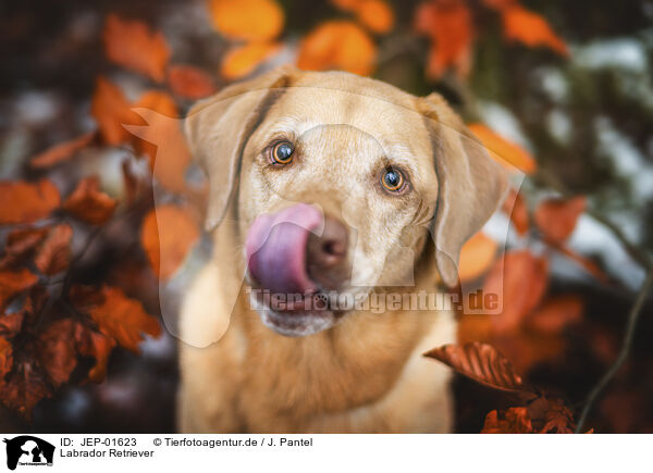 Labrador Retriever / JEP-01623